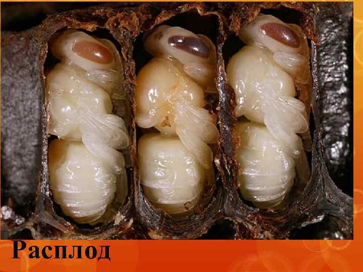 Расплод 