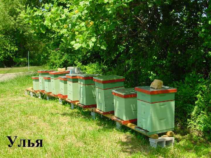 Улья 