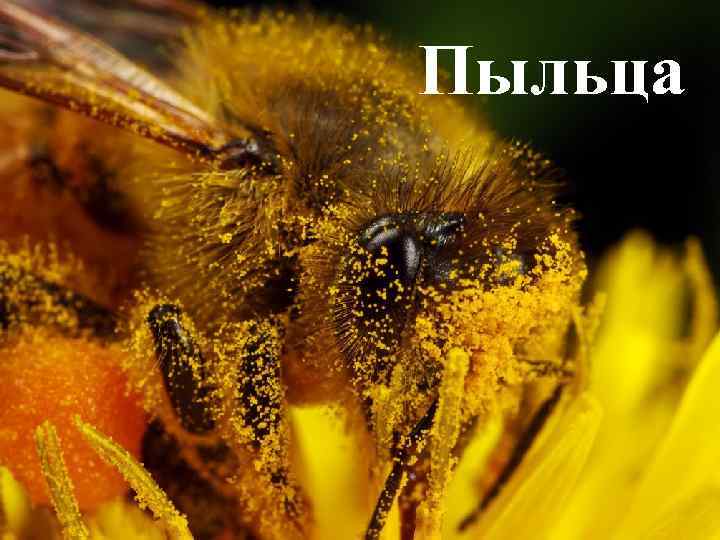 Пыльца 