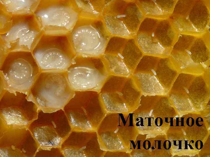 Маточное молочко 