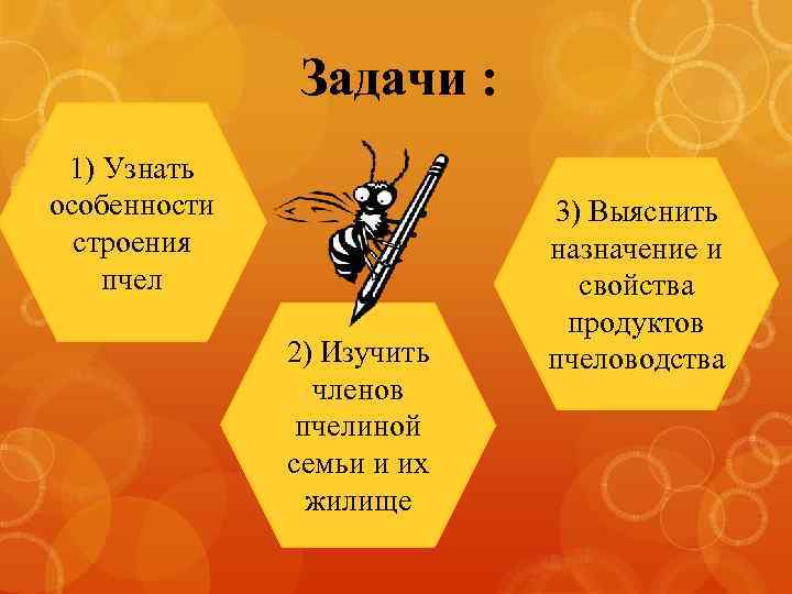 Задачи : 1) Узнать особенности строения пчел 2) Изучить членов пчелиной семьи и их