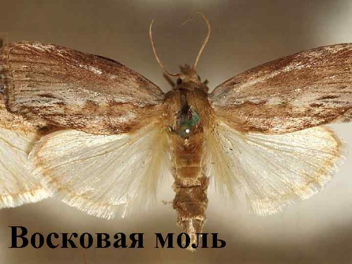Восковая моль 