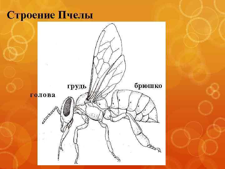 Части тела пчелы картинка