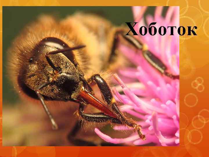 Хоботок 