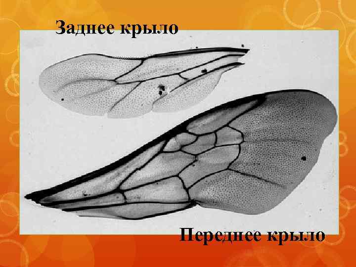 Заднее крыло Переднее крыло 