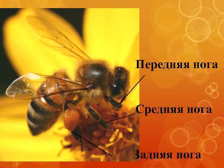 Передняя нога Средняя нога Задняя нога 