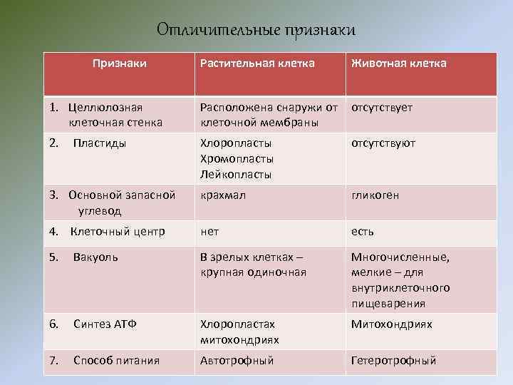 Отличительные признаки Признаки Растительная клетка Животная клетка 1. Целлюлозная клеточная стенка Расположена снаружи от