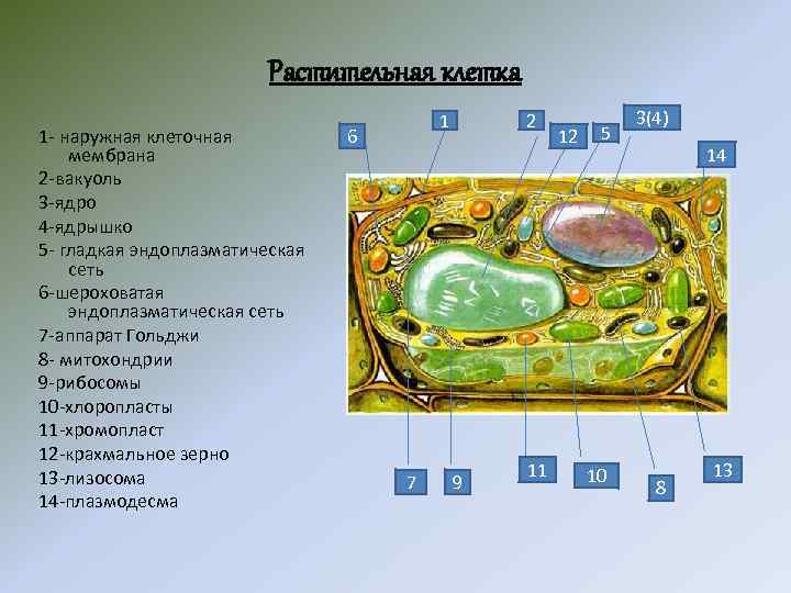Растительная клетка 1 - наружная клеточная мембрана 2 -вакуоль 3 -ядро 4 -ядрышко 5