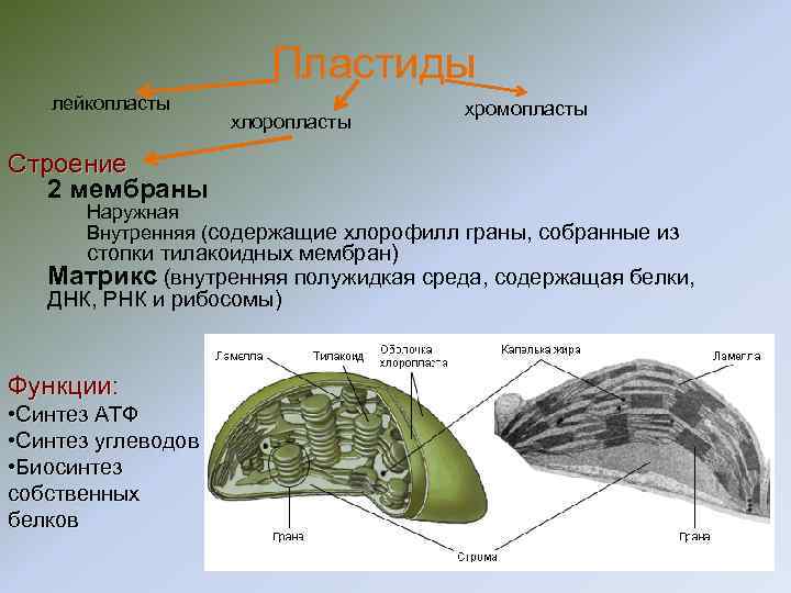 Пластиды лейкопласты хлоропласты хромопласты Строение 2 мембраны Наружная Внутренняя (содержащие хлорофилл граны, собранные из
