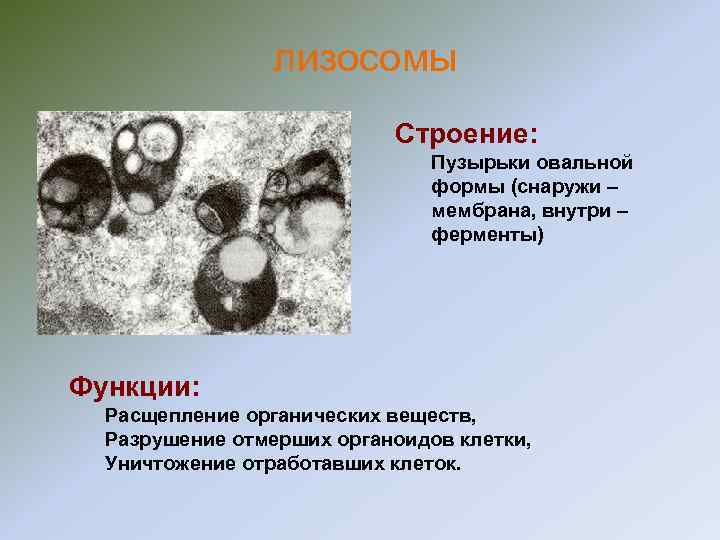 лизосомы Строение: Пузырьки овальной формы (снаружи – мембрана, внутри – ферменты) Функции: Расщепление органических
