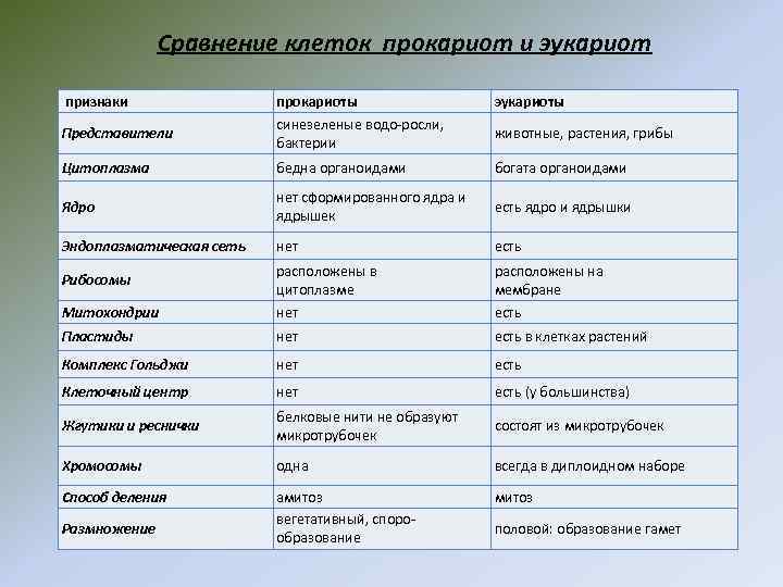 Сравнение клеток прокариот и эукариот признаки прокариоты синезеленые водо-росли, бактерии эукариоты Цитоплазма бедна органоидами