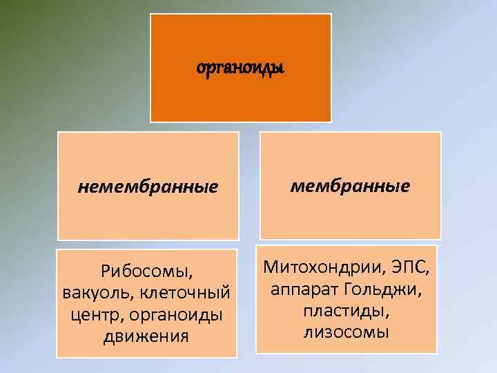 органоиды немембранные Рибосомы, вакуоль, клеточный центр, органоиды движения Митохондрии, ЭПС, аппарат Гольджи, пластиды, лизосомы