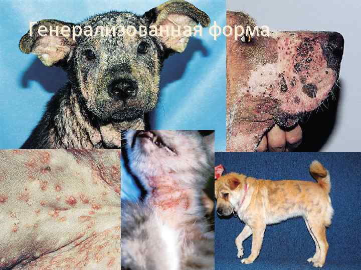 Генерализованная форма 