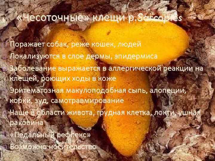  «Чесоточные» клещи р. Sarcoptes Поражает собак, реже кошек, людей Локализуются в слое дермы,