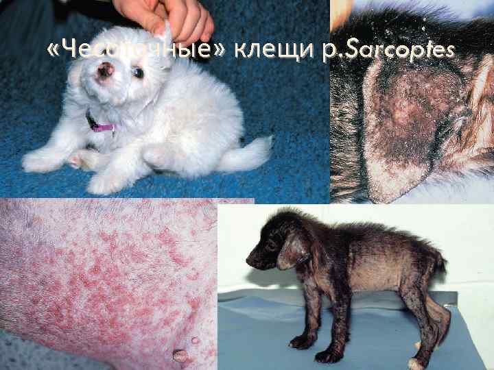  «Чесоточные» клещи р. Sarcoptes 