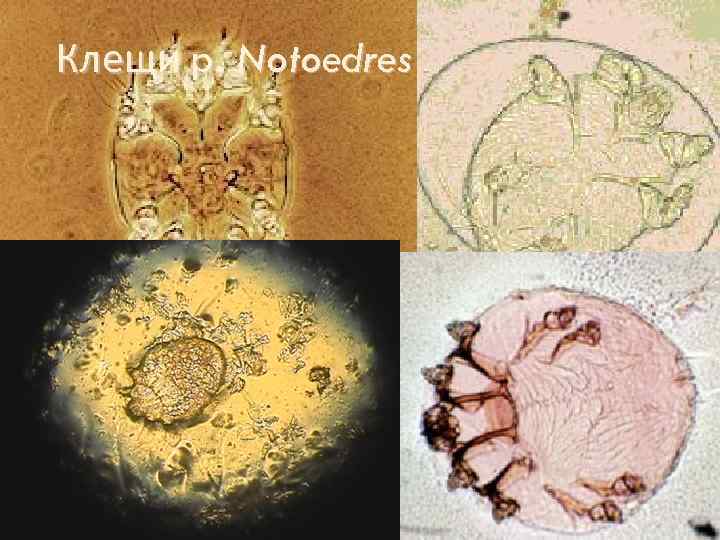 Клещи p. Notoedres 