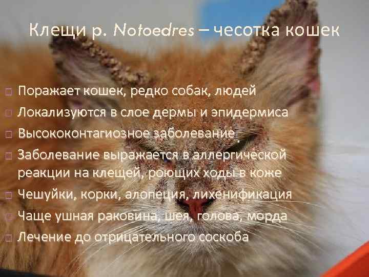 Клещи p. Notoedres – чесотка кошек Поражает кошек, редко собак, людей Локализуются в слое