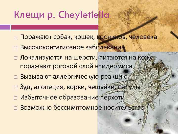 Клещи р. Cheyletiella Поражают собак, кошек, кроликов, человека Высококонтагиозное заболевание Локализуются на шерсти, питаются