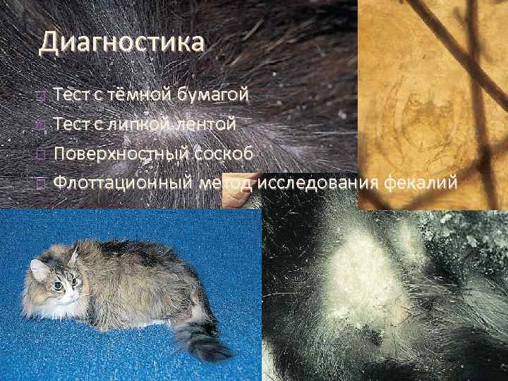 Диагностика Тест с тёмной бумагой Тест с липкой лентой Поверхностный соскоб Флоттационный метод исследования