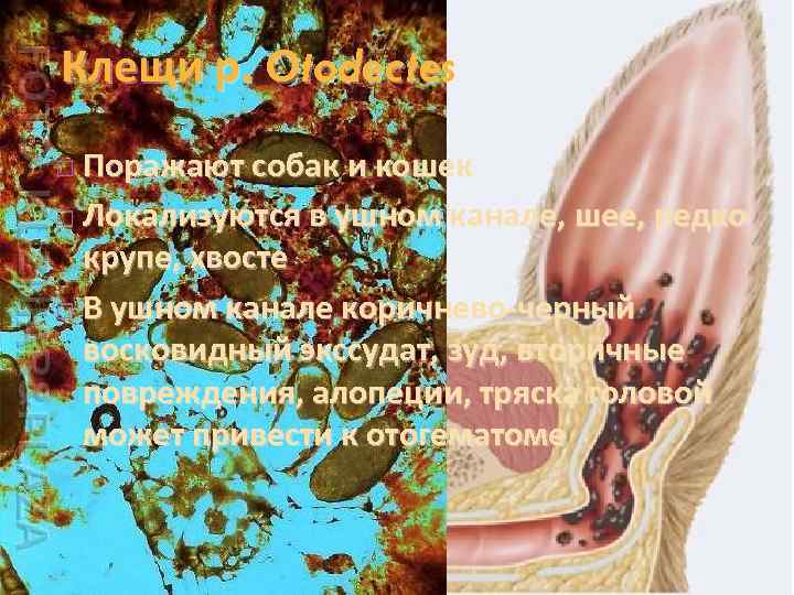 Клещи р. Otodectes Поражают собак и кошек Локализуются в ушном канале, шее, редко крупе,