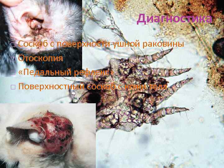 Диагностика Соскоб с поверхности ушной раковины Отоскопия «Педальный рефлекс» Поверхностный соскоб с кожи тела