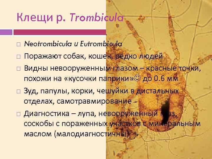 Клещи р. Trombicula Neotrombicula и Eutrombicula Поражают собак, кошек, редко людей Видны невооруженным глазом