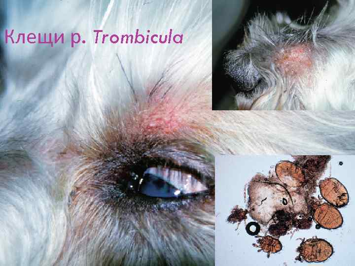 Клещи р. Trombicula 