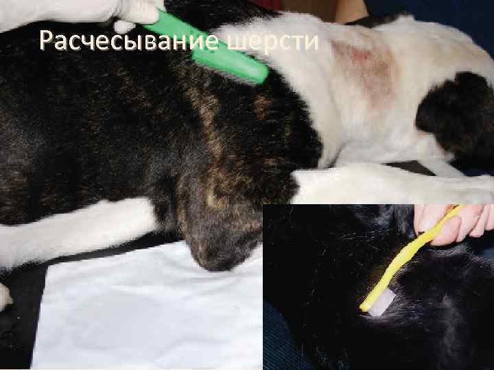 Расчесывание шерсти 
