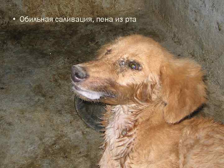  • Обильная саливация, пена из рта 