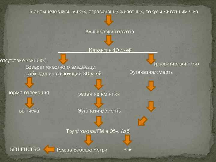 В анамнезе укусы диких, агрессивных животных, покусы животным ч-ка Клинический осмотр Карантин 10 дней