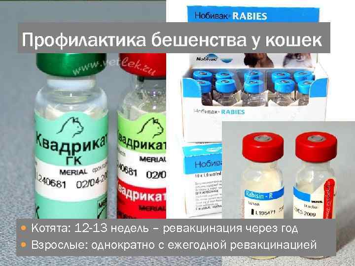 Профилактика бешенства у кошек Котята: 12 -13 недель – ревакцинация через год Взрослые: однократно