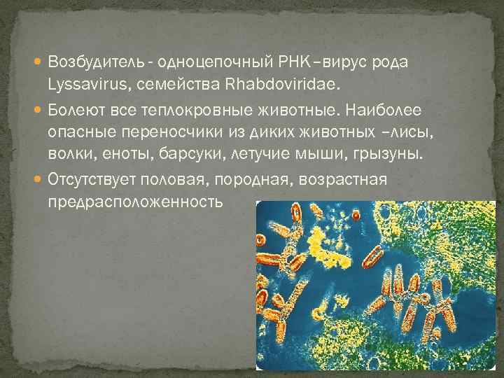  Возбудитель - одноцепочный РНК–вирус рода Lyssavirus, семейства Rhabdoviridae. Болеют все теплокровные животные. Наиболее
