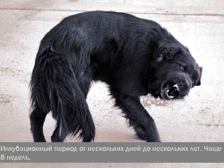 Инкубационный период от нескольких дней до нескольких лет. Чаще 2 8 недель. 