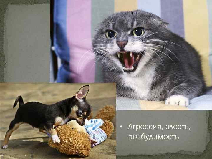 • Агрессия, злость, возбудимость 