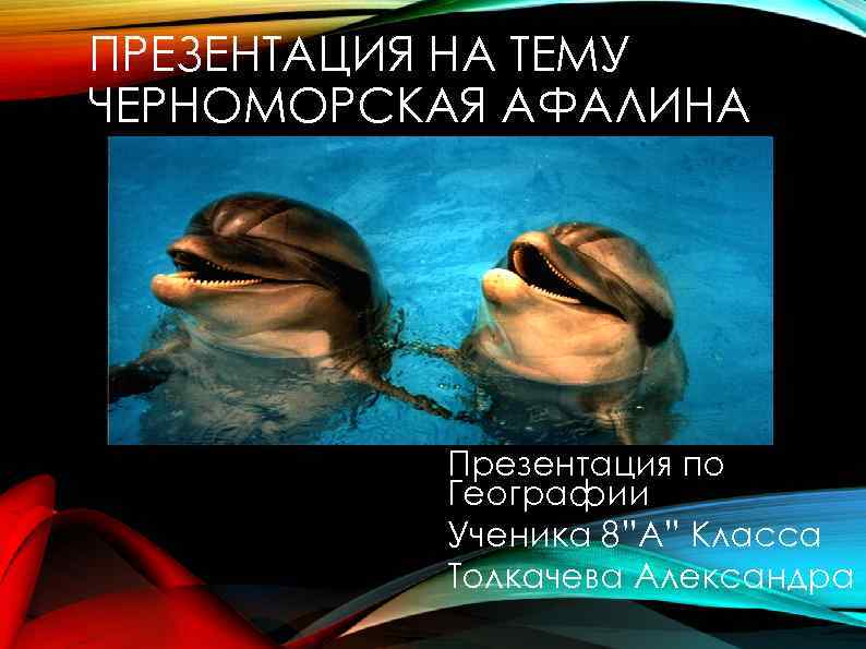 ПРЕЗЕНТАЦИЯ НА ТЕМУ ЧЕРНОМОРСКАЯ АФАЛИНА Презентация по Географии Ученика 8”A” Класса Толкачева Александра 