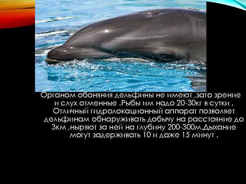 Органом обоняния дельфины не имеют , зато зрение и слух отменные. Рыбы им надо