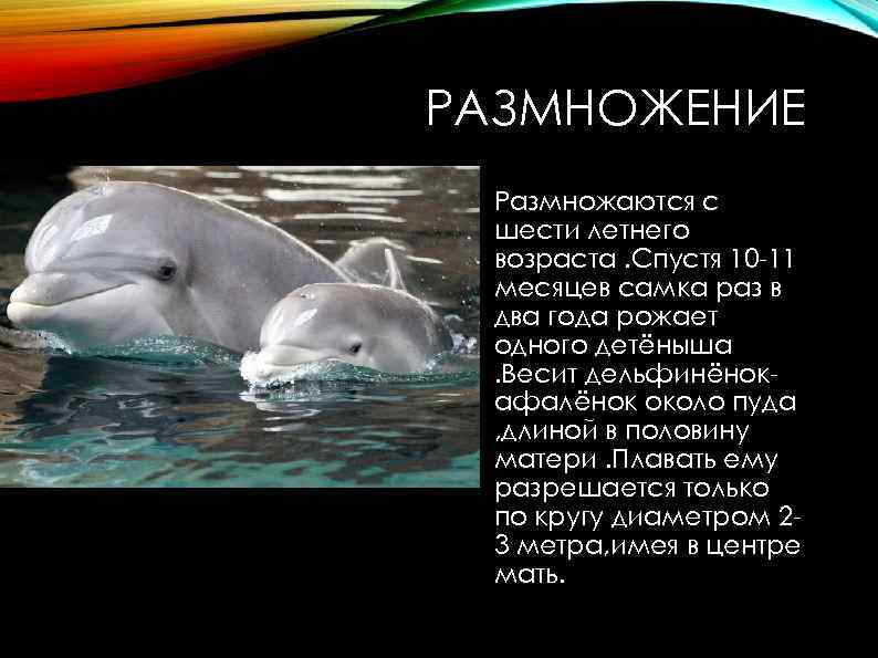 РАЗМНОЖЕНИЕ Размножаются с шести летнего возраста. Спустя 10 -11 месяцев самка раз в два