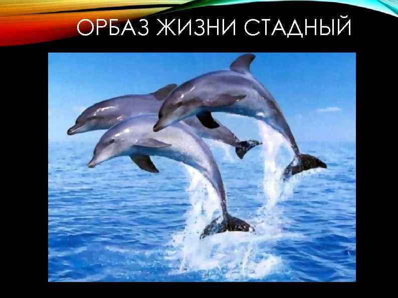 ОРБАЗ ЖИЗНИ СТАДНЫЙ 