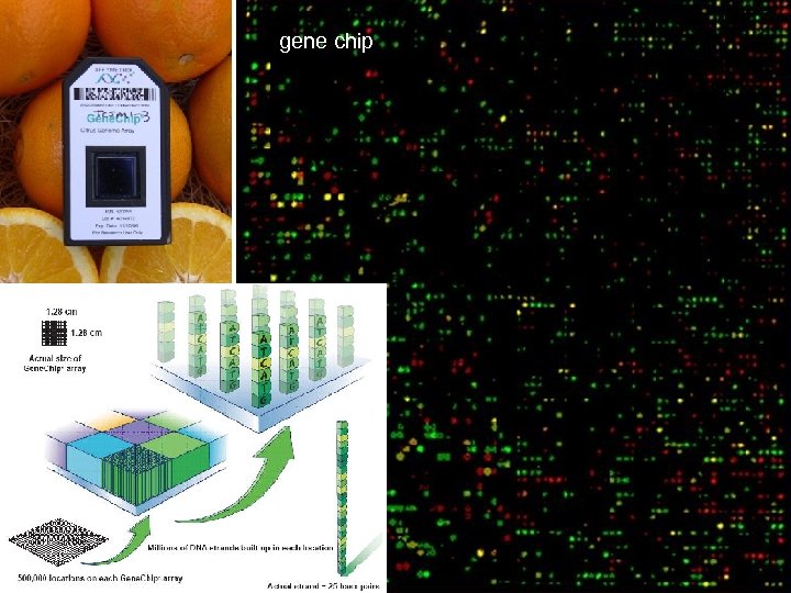 gene chip 