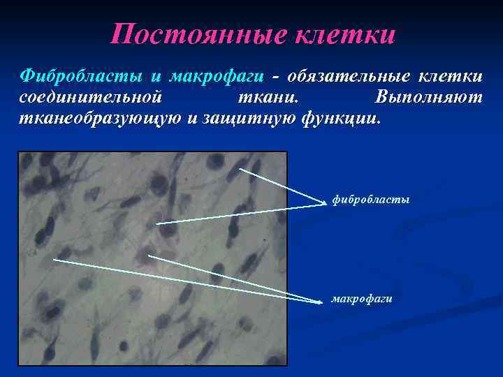 Постоянные клетки Фибробласты и макрофаги - обязательные клетки соединительной ткани. Выполняют тканеобразующую и защитную