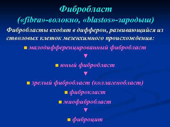 Фибробласт ( «fibra» -волокно, «blastos» -зародыш) Фибробласты входят в дифферон, развивающийся из стволовых клеток