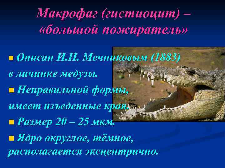 Макрофаг (гистиоцит) – «большой пожиратель» n Описан И. И. Мечниковым (1883) в личинке медузы.