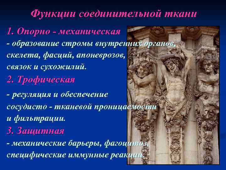 Функции соединительной ткани 1. Опорно - механическая - образование стромы внутренних органов, скелета, фасций,