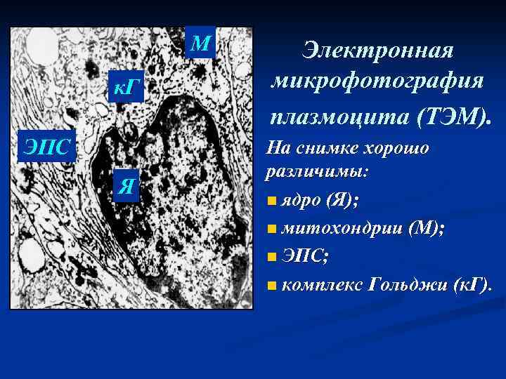 М к. Г ЭПС Я Электронная микрофотография плазмоцита (ТЭМ). На снимке хорошо различимы: n