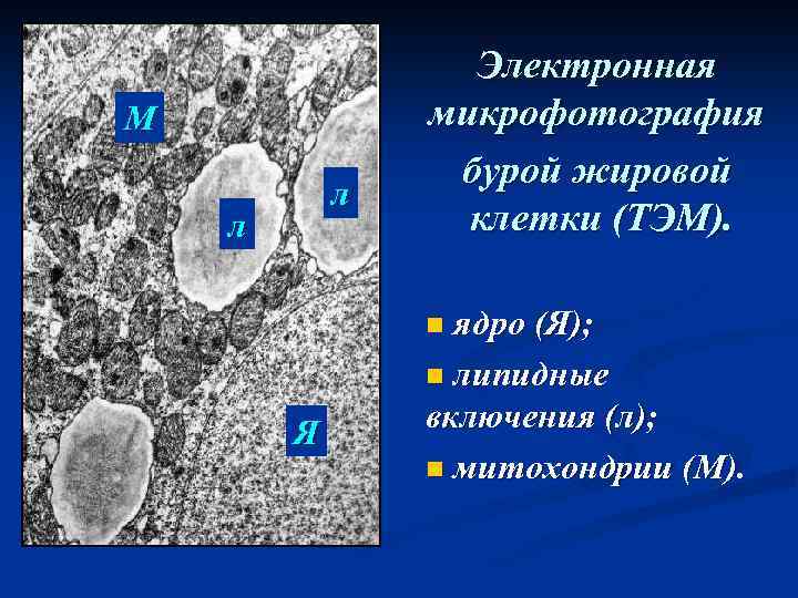 М л л Электронная микрофотография бурой жировой клетки (ТЭМ). n ядро (Я); n липидные