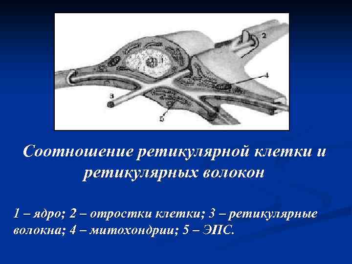 Соотношение ретикулярной клетки и ретикулярных волокон 1 – ядро; 2 – отростки клетки; 3