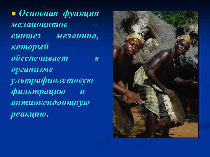 n Основная функция меланоцитов – синтез меланина, который обеспечивает в организме ультрафиолетовую фильтрацию и