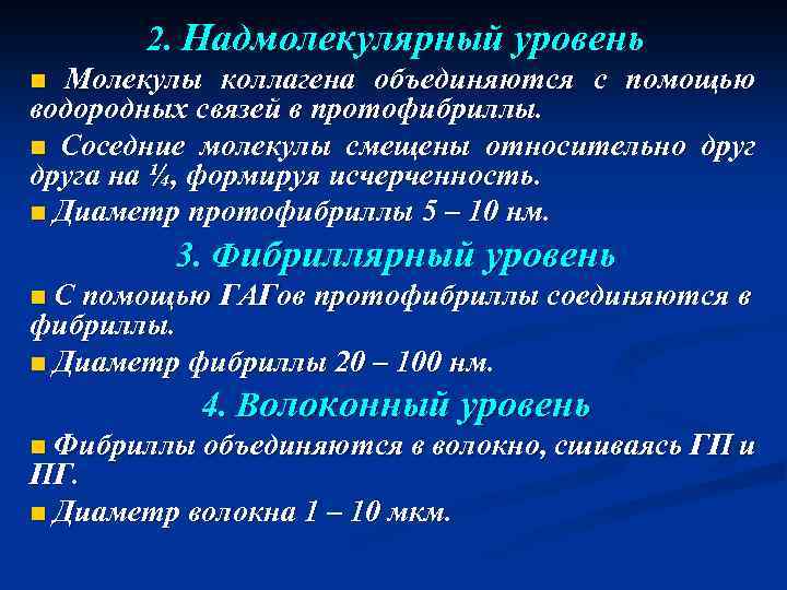 2. Надмолекулярный уровень n Молекулы коллагена объединяются с помощью водородных связей в протофибриллы. n