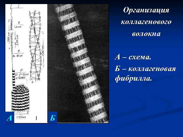 Организация коллагенового волокна А – схема. Б – коллагеновая фибрилла. А Б 