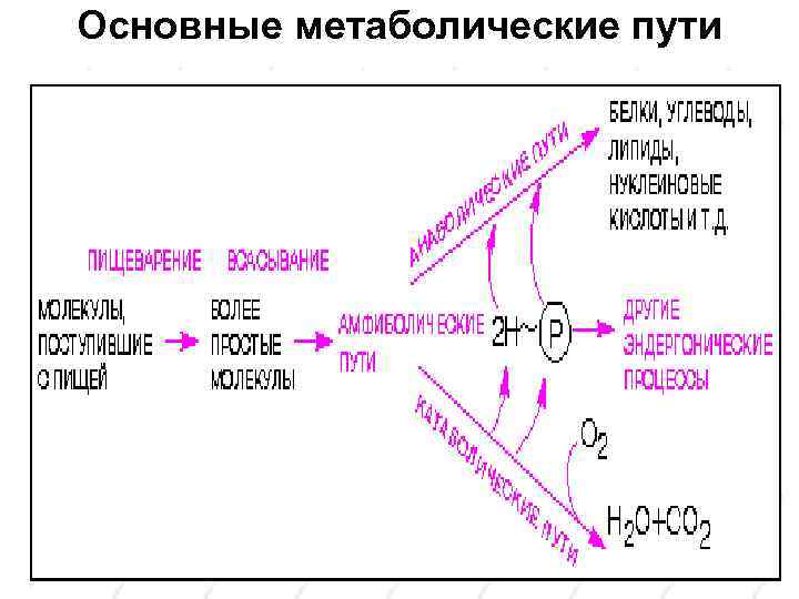 Основные метаболические пути 